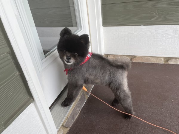 Lost Pomeranian in Ringgold, GA US