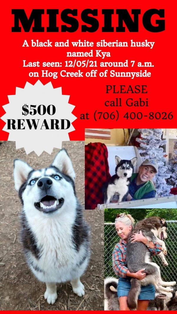 Safe Siberian Husky in Hiawassee, GA