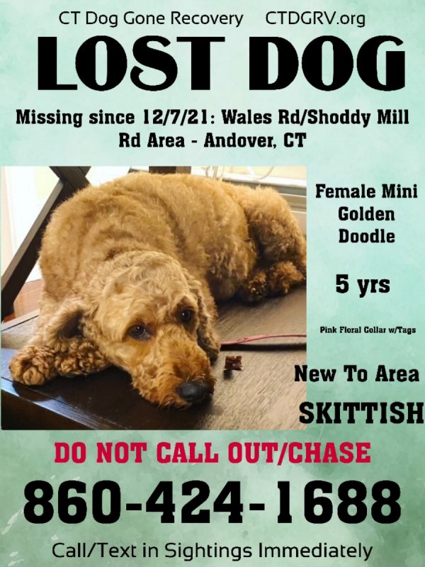 Lost CurlyCoated Retriever in Andover, CT US