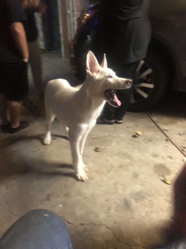 Safe German Shepherd Dog in Houston, TX