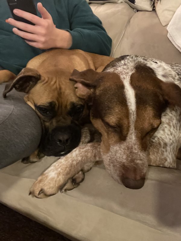 Lost Boxer in West Chester, PA US