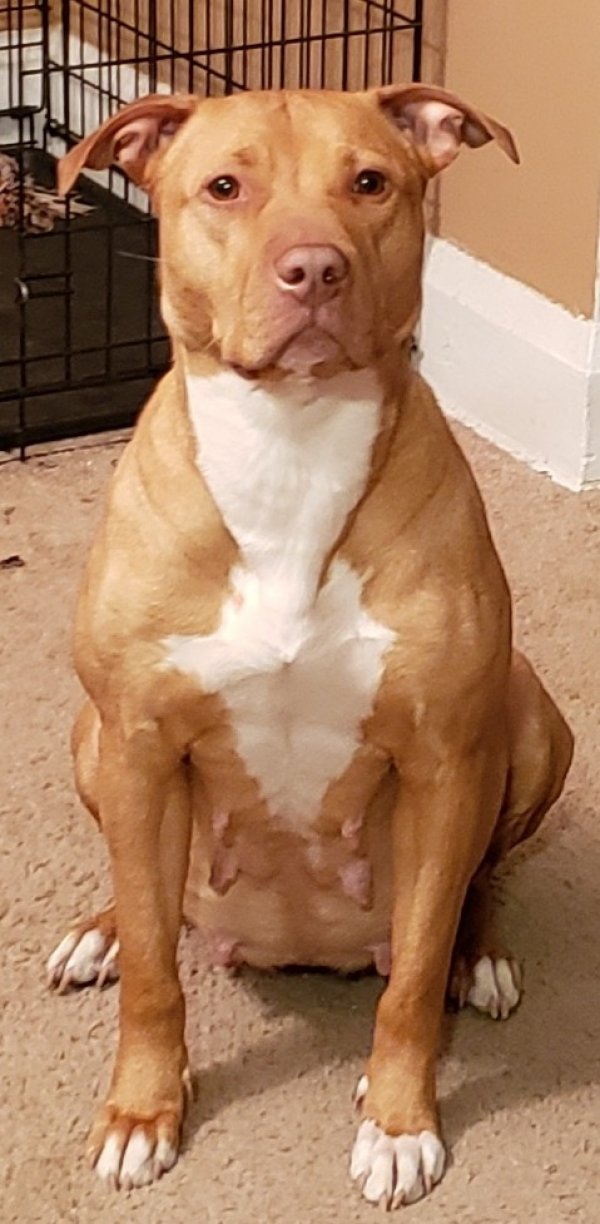 Lost Pit Bull in Dundalk, MD US