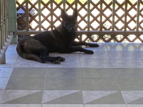 Safe Belgian Malinois in New Caney, TX
