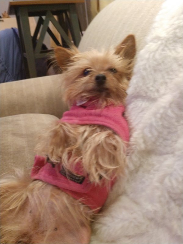 Safe Yorkshire Terrier in Owings Mills, MD