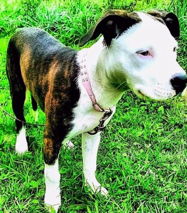 Safe American Staffordshire Terrier in Pittsburgh, PA