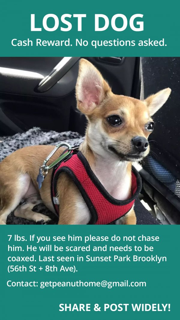 Safe Chihuahua in Brooklyn, NY