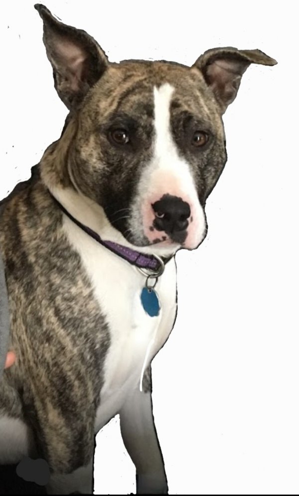 Lost American Staffordshire Terrier in Minneapolis, MN US