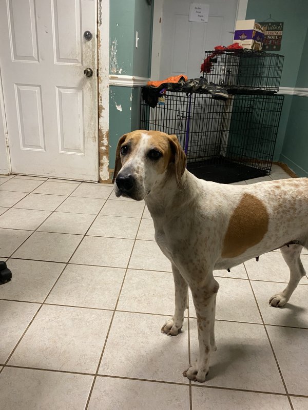 Safe American Foxhound in Mamaroneck, NY US