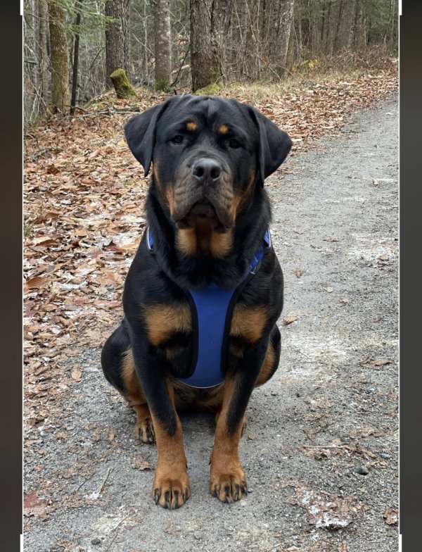 Safe Rottweiler in Newcomb, NY
