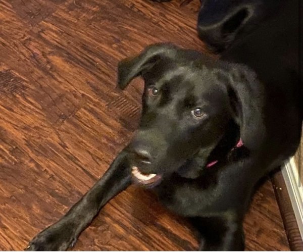Stolen Labrador Retriever in Richmond, TX US