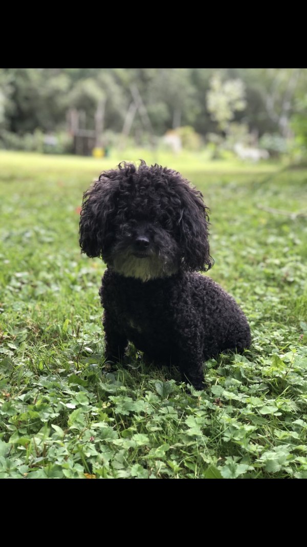 Lost Poodle in South Kent, CT US
