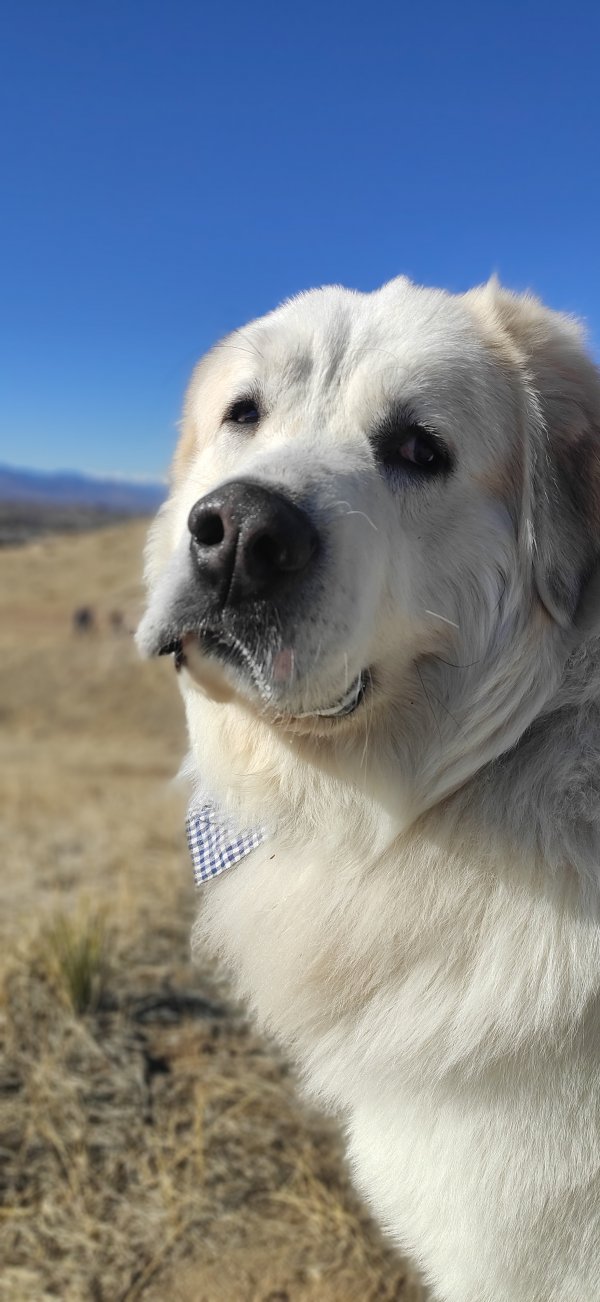 Safe Great Pyrenees in Littleton, CO
