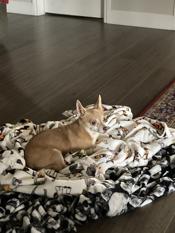 Safe Chihuahua in Carson, CA