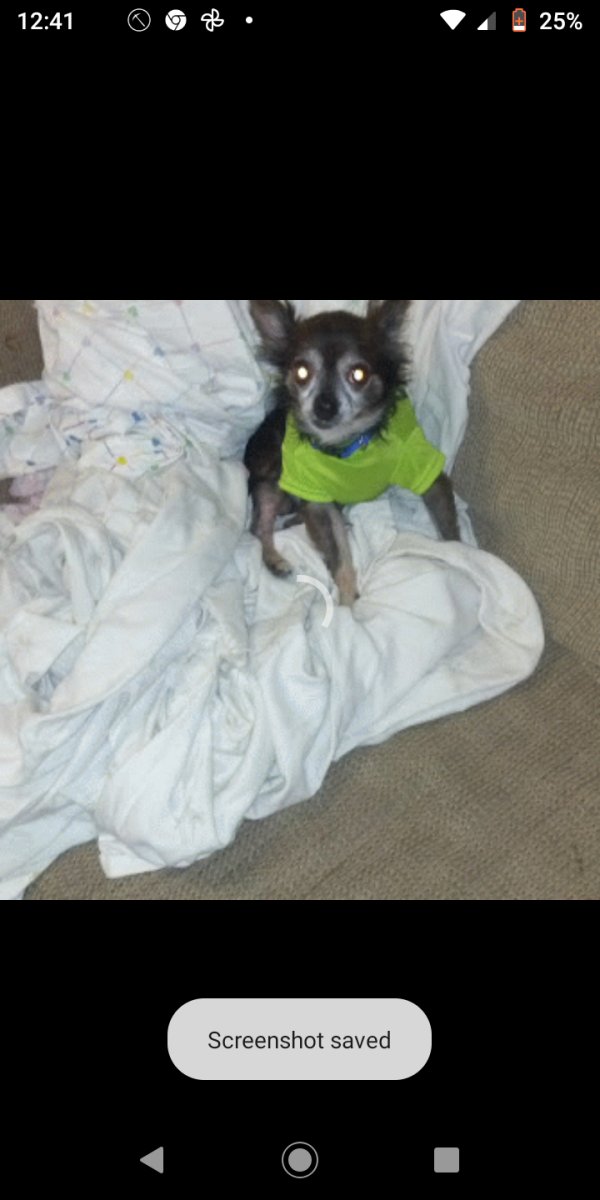 Safe Chihuahua in Brunswick, GA
