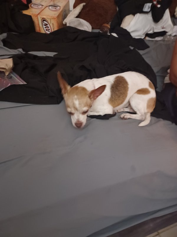 Found Chihuahua in Houston, TX US