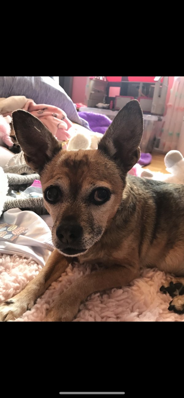 Lost Chihuahua in Plantsville, CT US