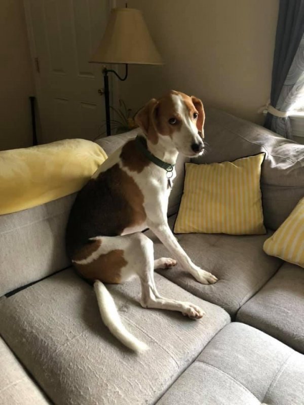 Safe Treeing Walker Coonhound in Oley, PA