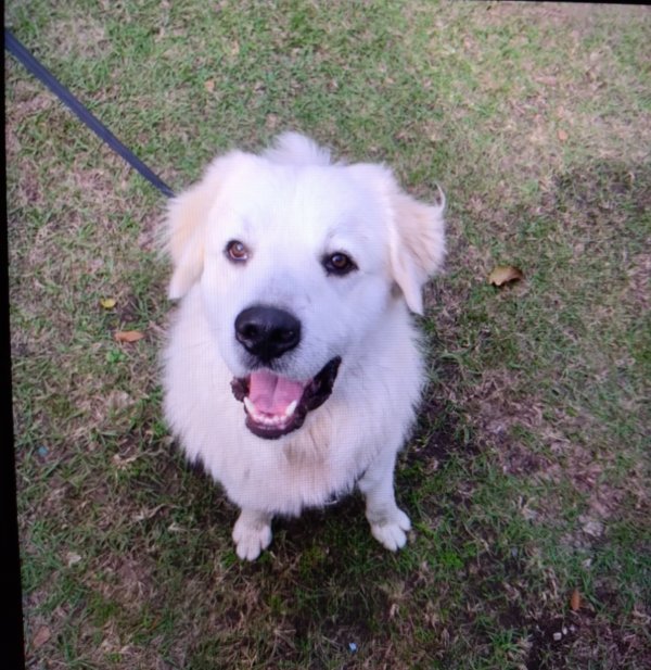 Safe Great Pyrenees in Porter, TX