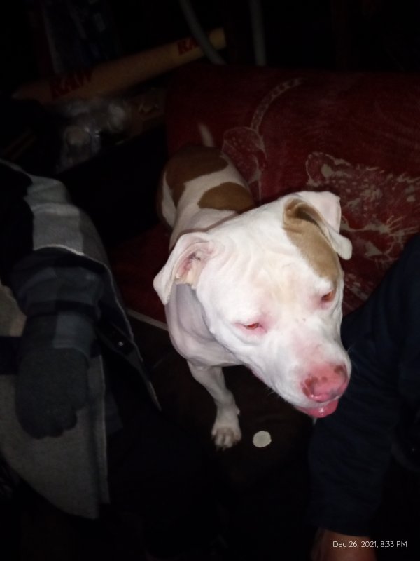Found Pit Bull in South Gate, CA US