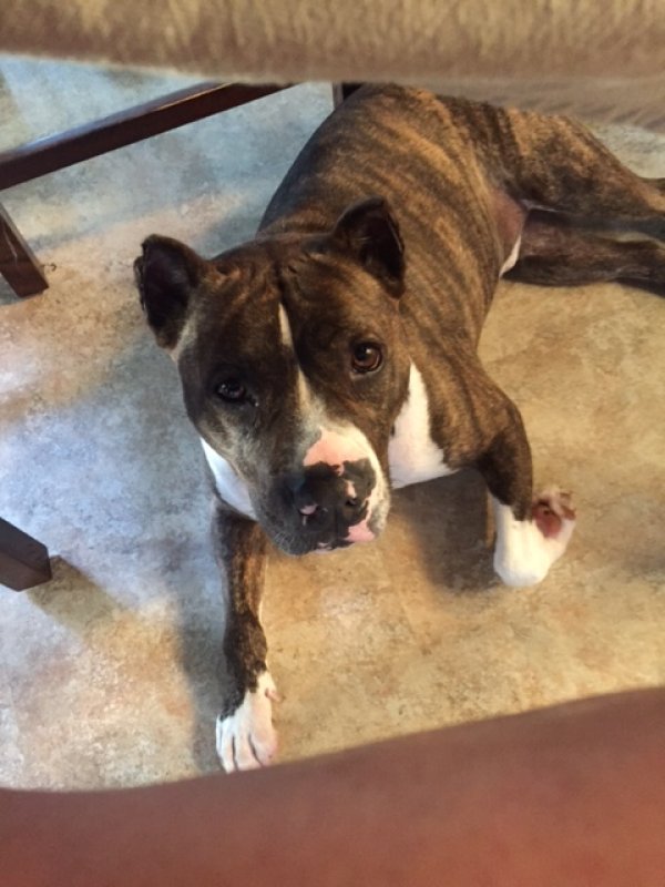 Safe Pit Bull in Beaumont, TX
