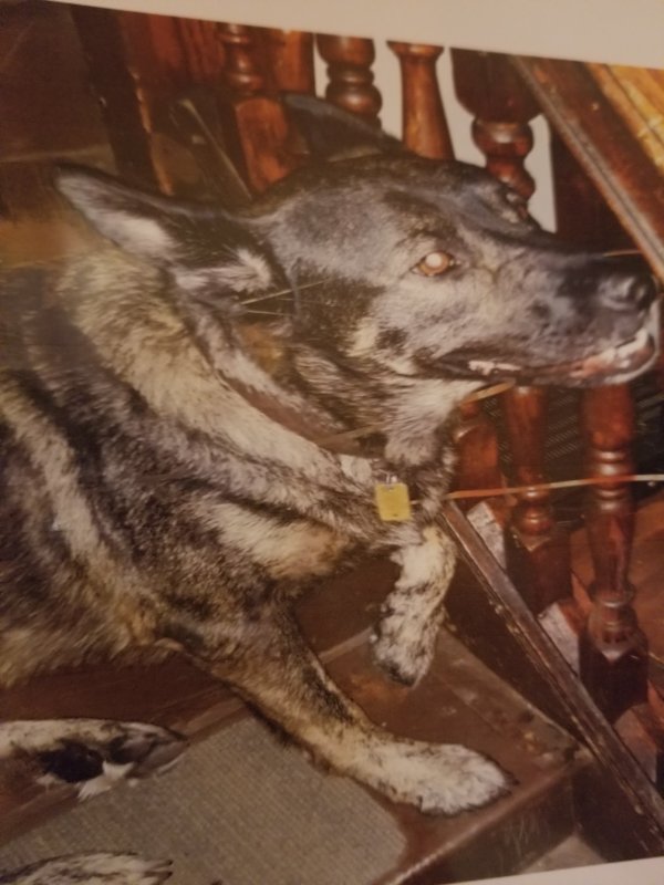 Lost German Shepherd Dog in Trenton, NJ US