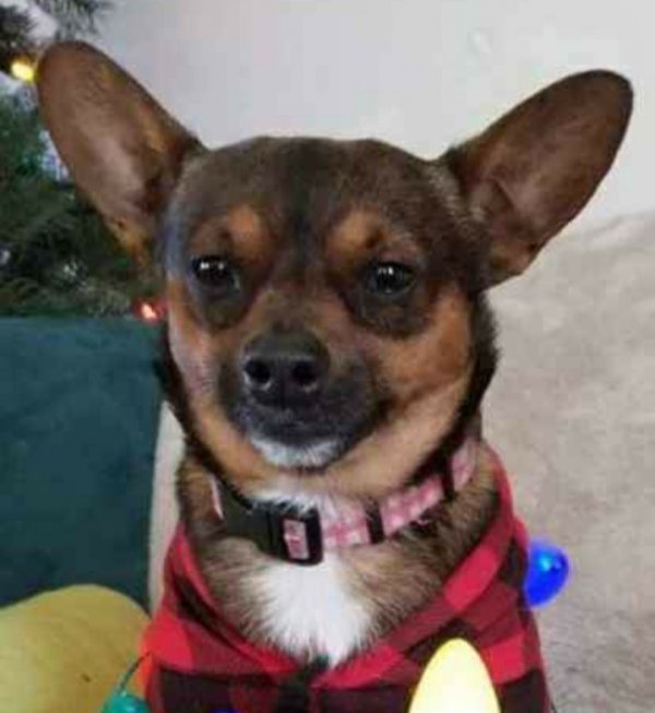 Stolen Chihuahua in Eatonton, GA US
