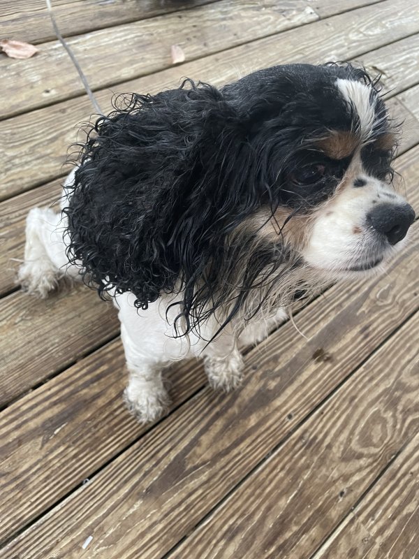 Found Dog in Neptune, NJ US