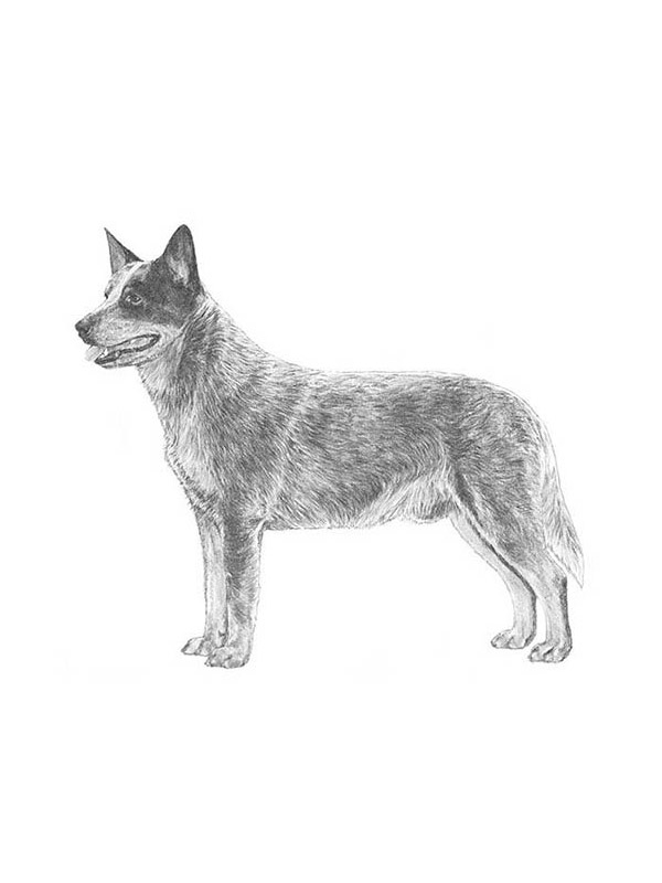 Lost Australian Cattle Dog in West Chester, PA US