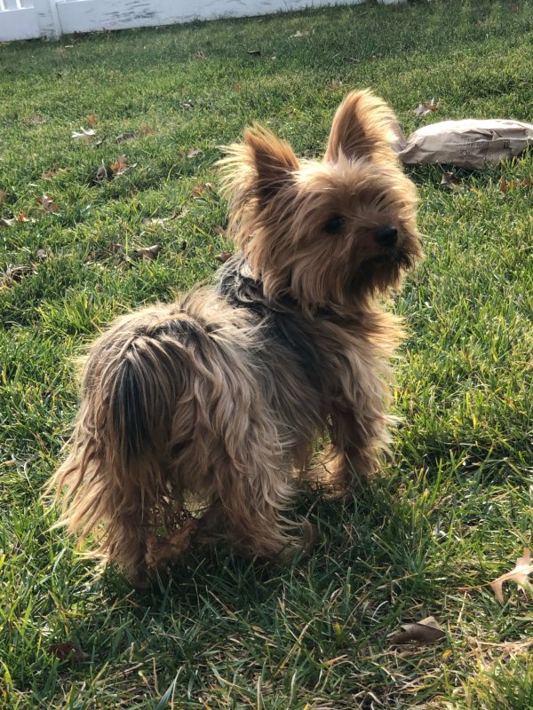 Found Yorkshire Terrier in Elmont, NY US