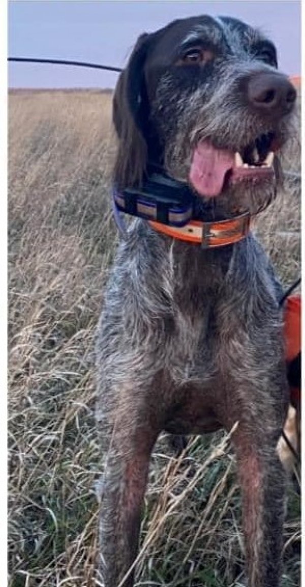 Safe German Wirehaired Pointer in Tignall, GA US