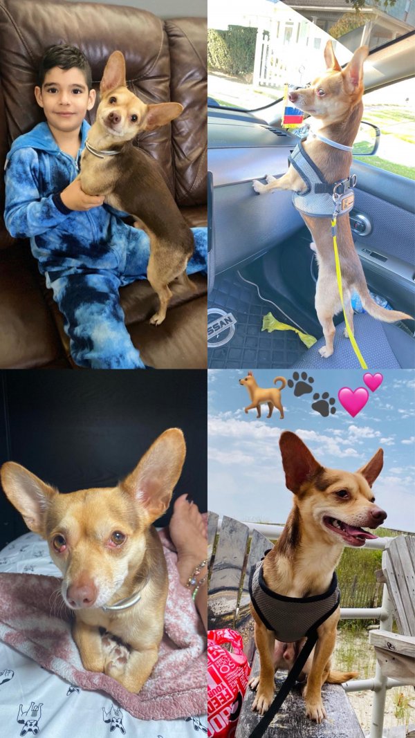 Lost Chihuahua in Stratford, CT US