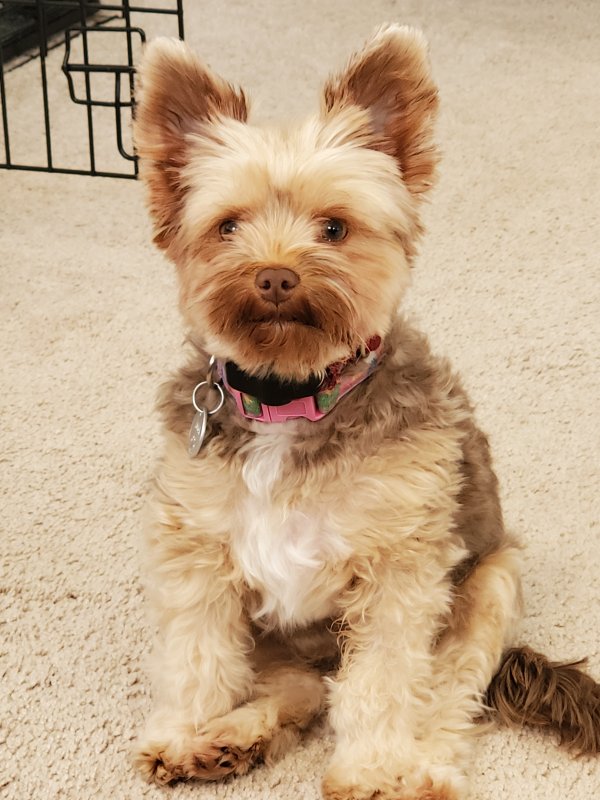 Lost Yorkshire Terrier in Brookfield, CT US
