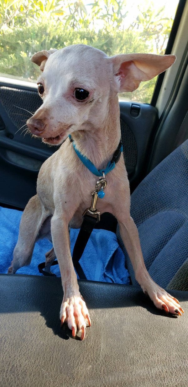 Safe Chihuahua in Rosemead, CA
