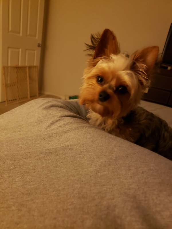 Safe Yorkshire Terrier in Forney, TX