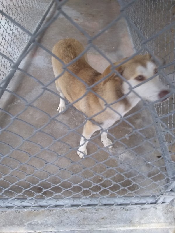 Found Dog in Bellaire, TX US