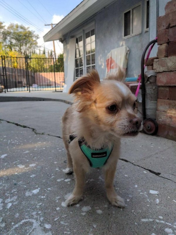 Safe Chihuahua in Winnetka, CA