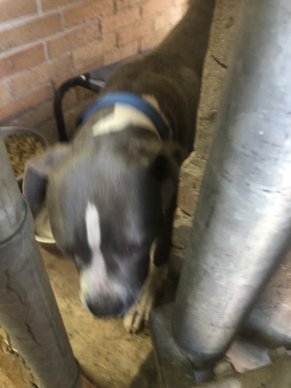 Safe Pit Bull in Bellaire, TX
