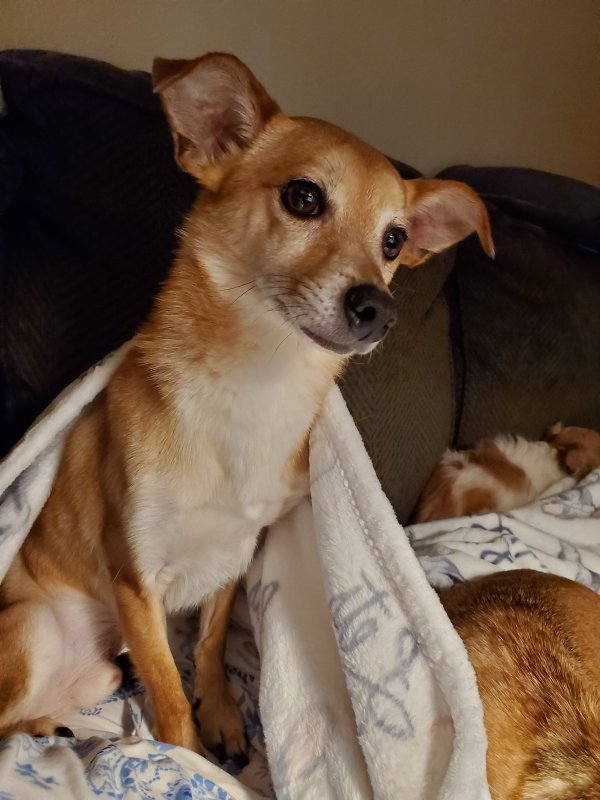 Safe Chihuahua in Everett, WA