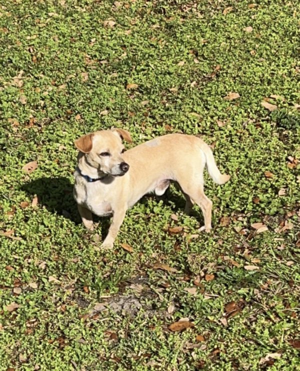 Safe Chihuahua in Winter Garden, FL