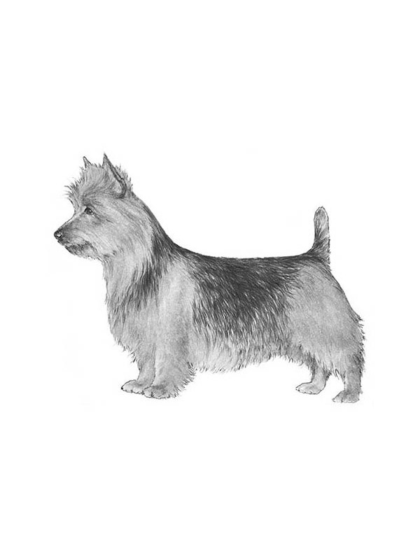Stolen Australian Terrier in Akeley, MN US