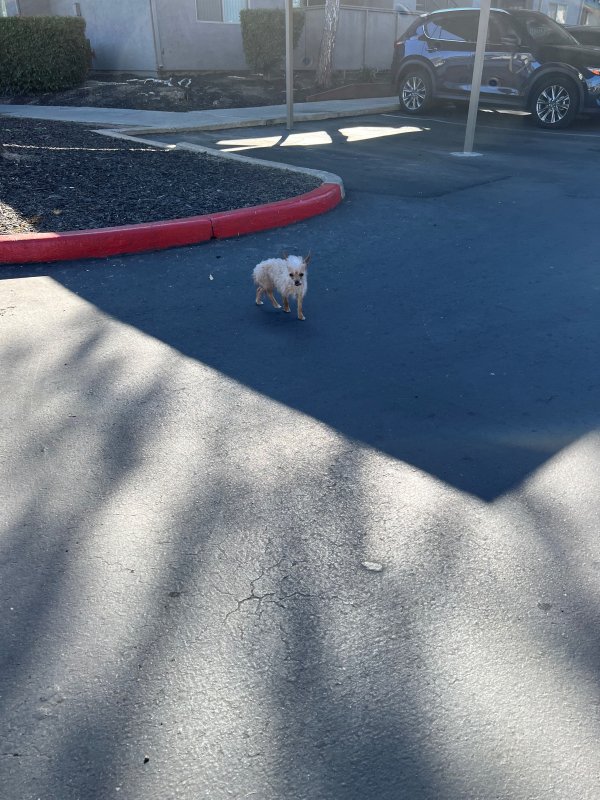 Safe Chihuahua in Sacramento, CA
