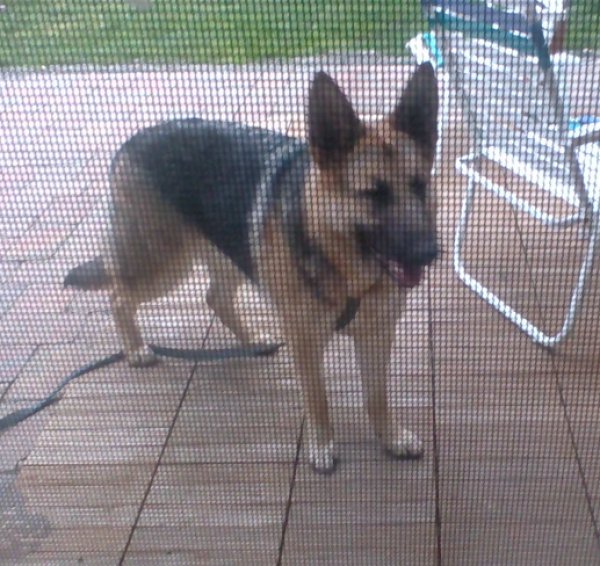 Found German Shepherd Dog in Lynnwood, WA US