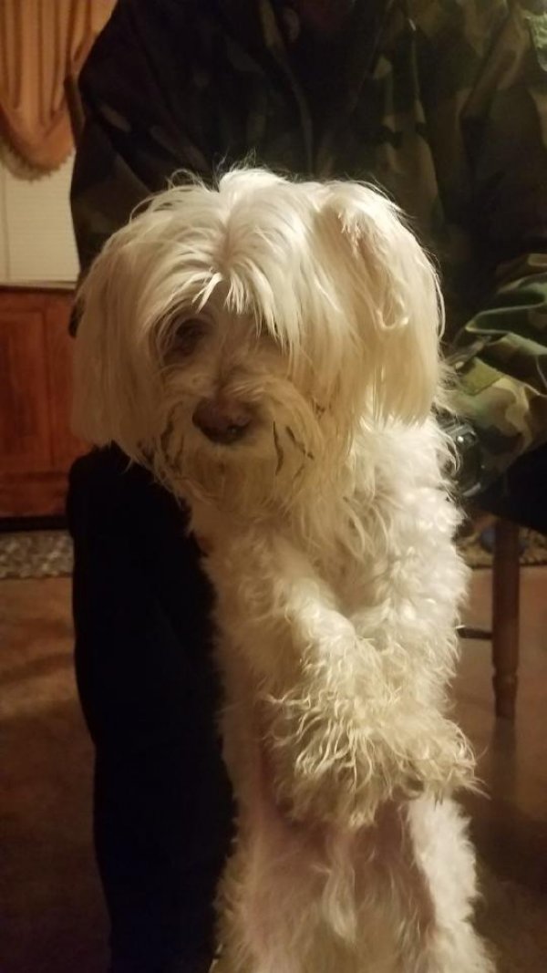 Found Yorkshire Terrier in Bellmore, NY US