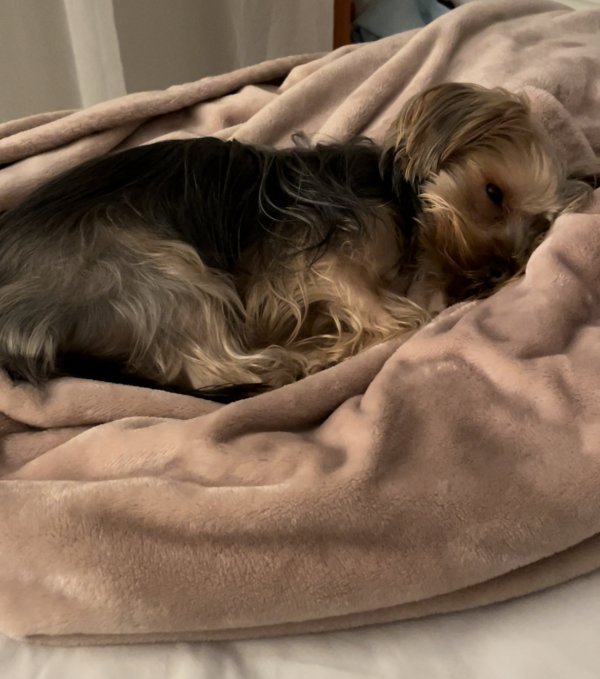 Safe Yorkshire Terrier in Seattle, WA