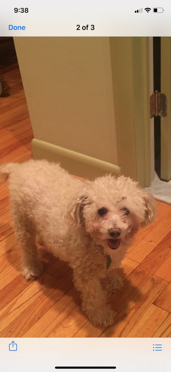 Lost Poodle in Highland Falls, NY US