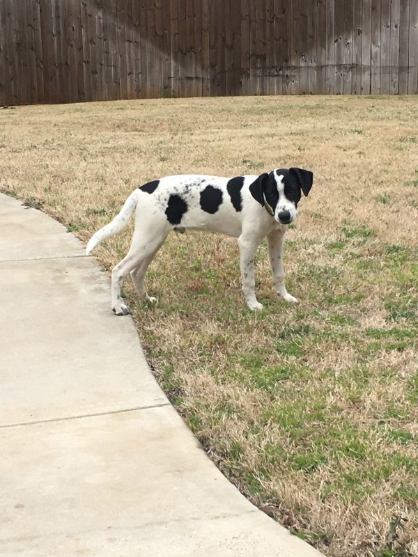 Found Dog in Tyler, TX US