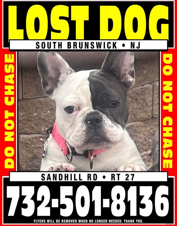Lost French Bulldog in Franklin Park, NJ US