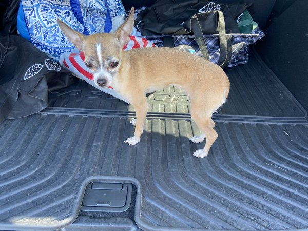 Found Chihuahua in Reseda, CA US