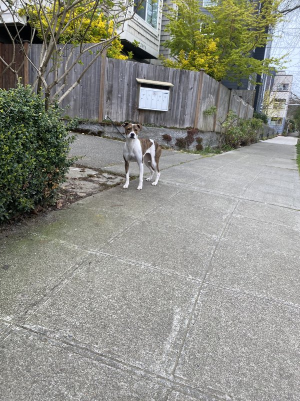 Found Pit Bull in Seattle, WA US