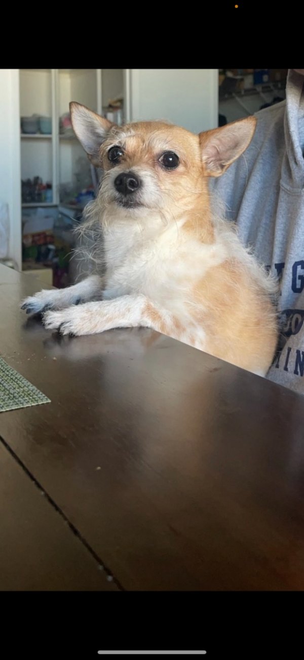 Lost Chihuahua in Tucumcari, NM US